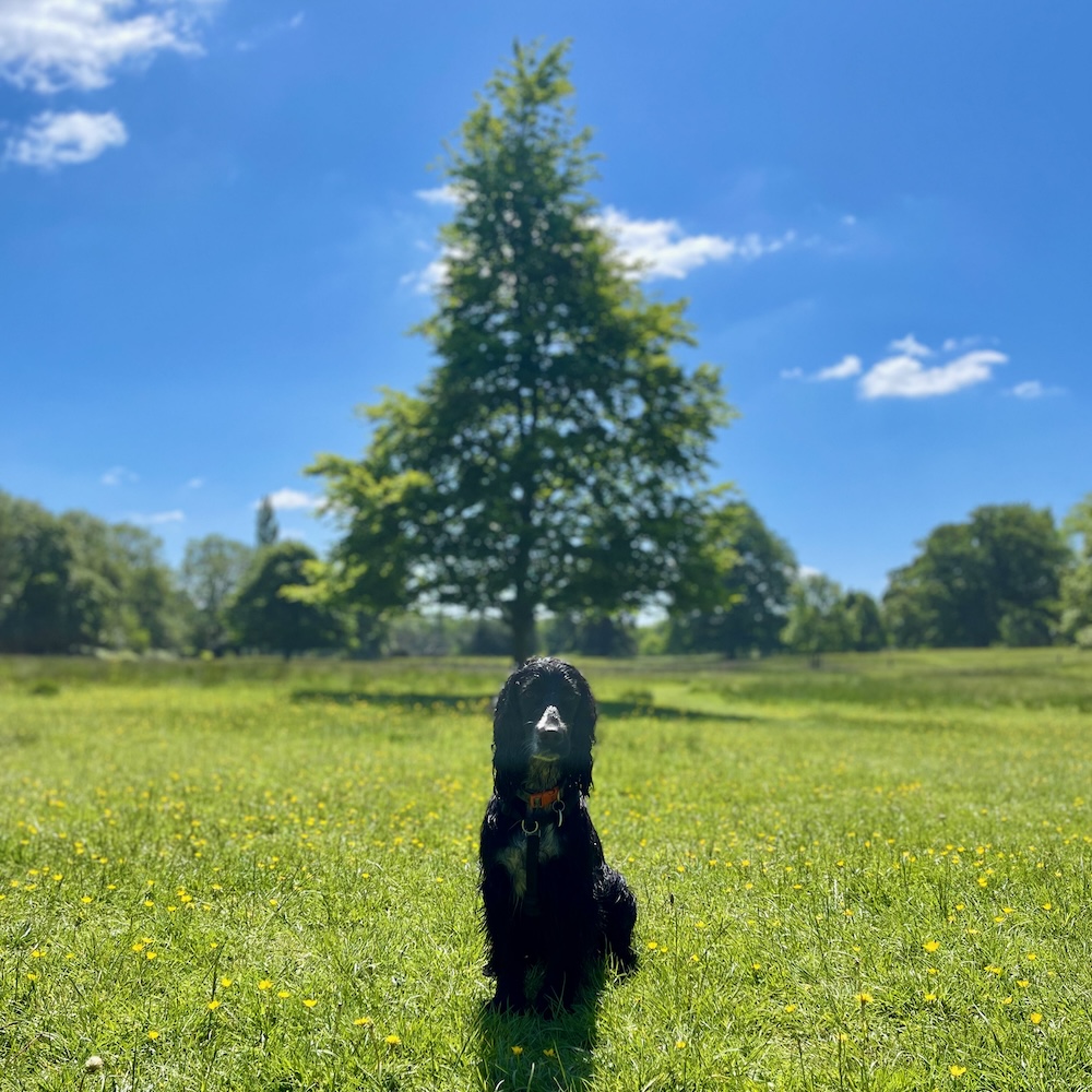 Indy Jones, Devon, UK