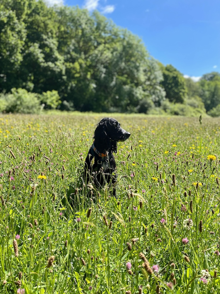 Indy Jones, long grass