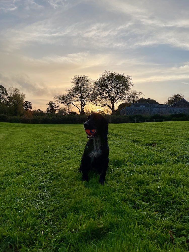 Garden at sunset