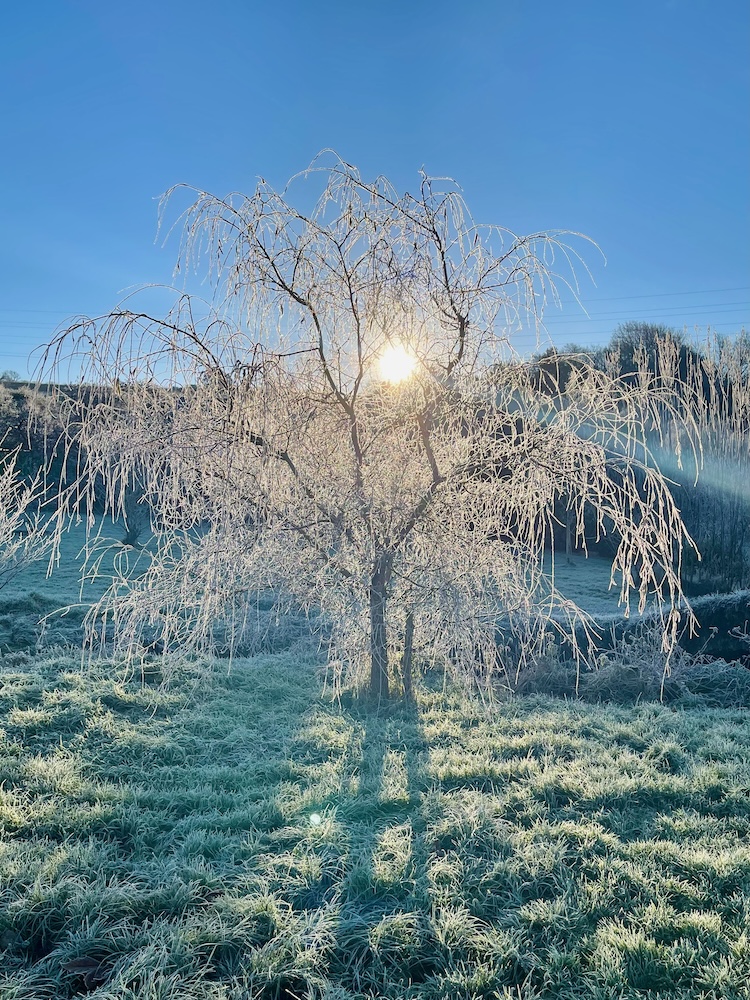 Frozen garden