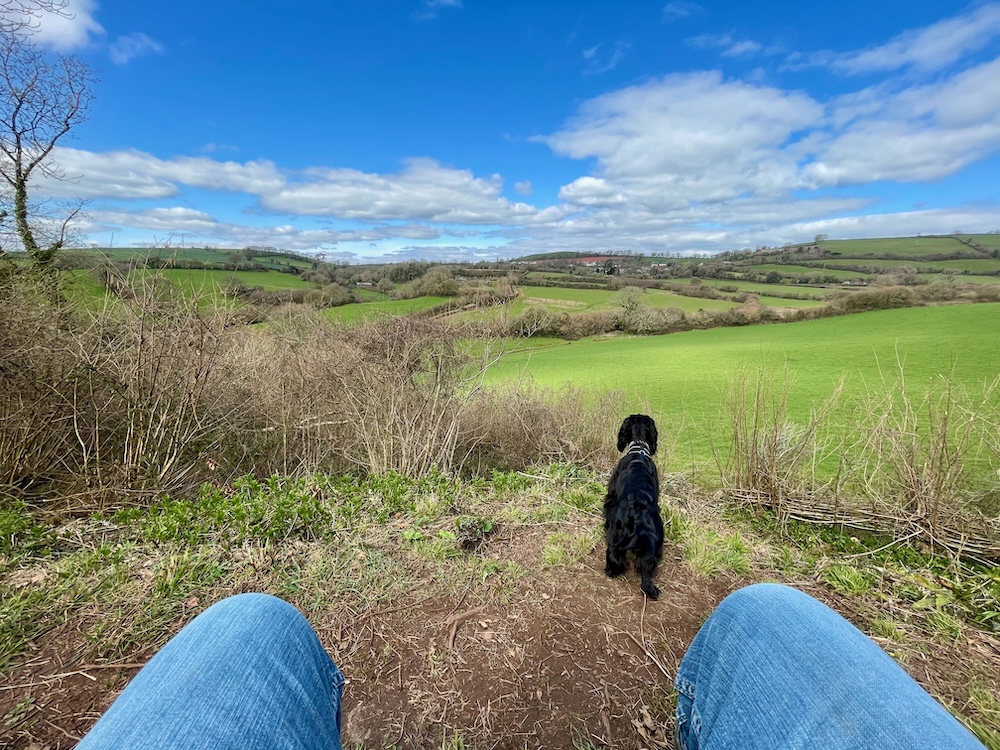 Walking Indy, Devon, UK